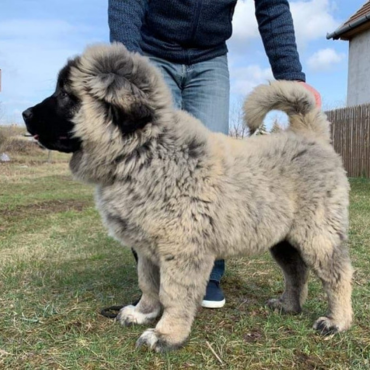 Kozákok őrzője kennel - Oláh Gábor tenyészete