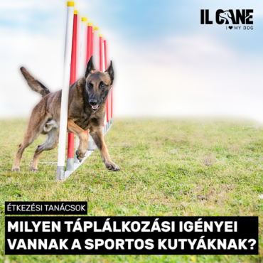 Milyen táplálkozási igényeik vannak az aktív, sportos kutyáknak? 