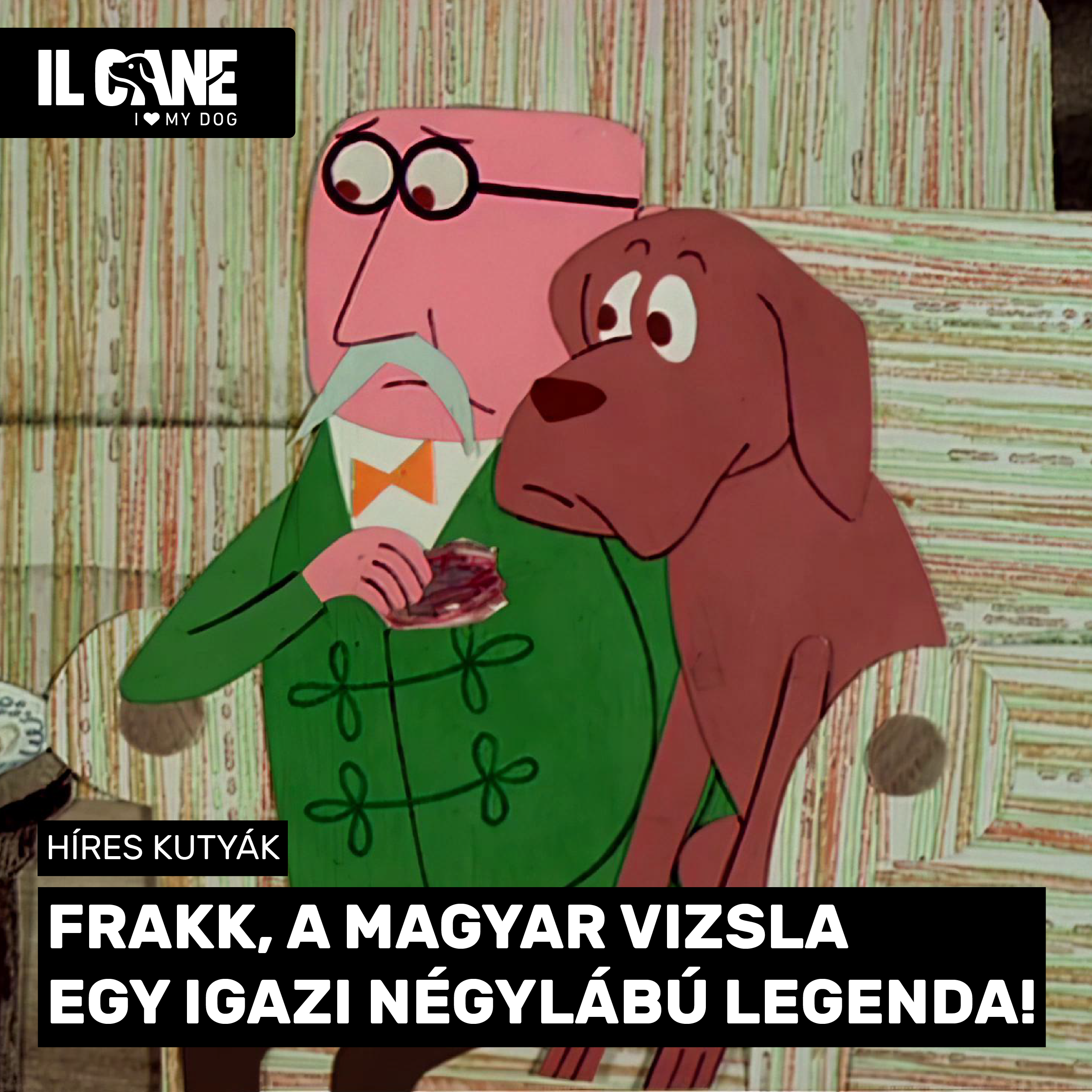 Frakk, a magyar vizsla – egy igazi négylábú legenda!