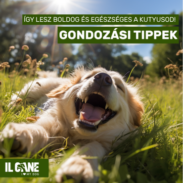 Gondozási tippek kutyatulajdonosoknak az Il Cane-től 