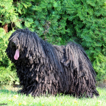 Viharsarki Kapcabetyár Puli Kennel – A magyar puli hagyományának őrzője