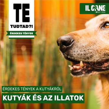 Tudtad, hogy a kutyák képesek felismerni több mint 1000 különböző illatot? 