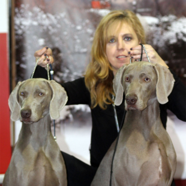 Last Mohican Weimaraner Kennel - Elegancia és intelligencia a weimari vizslák világában