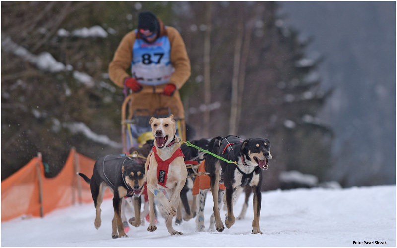 Bemutatjuk a Sedivackuv Long 2019 kutyaszánhajtó versenyt